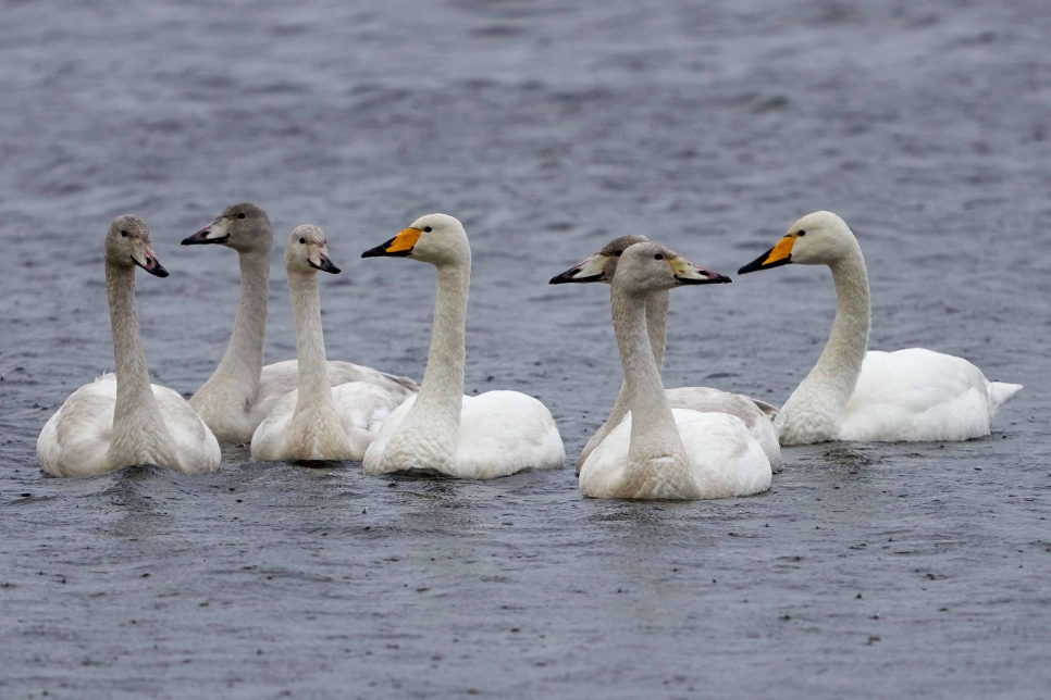 WE Whooper swan family with 5 cygnets Nov 2019 Kim Tarsey-scr.jpg